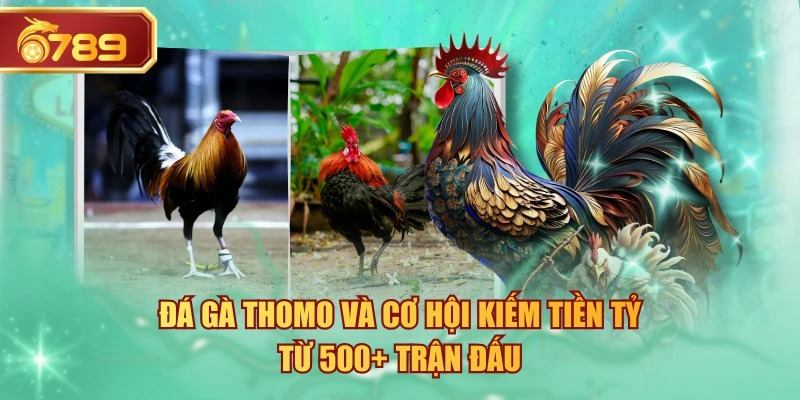 Đá Gà Thomo Và Cơ Hội Kiếm Tiền Tỷ Từ 500+ Trận Đấu